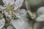 Whiteleaf mountainmint